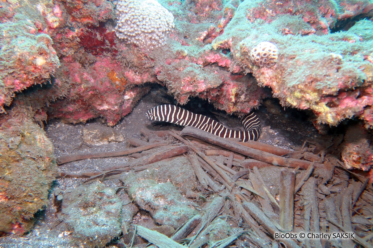 Murène-zèbre - Gymnomuraena zebra - Charley SAKSIK - BioObs