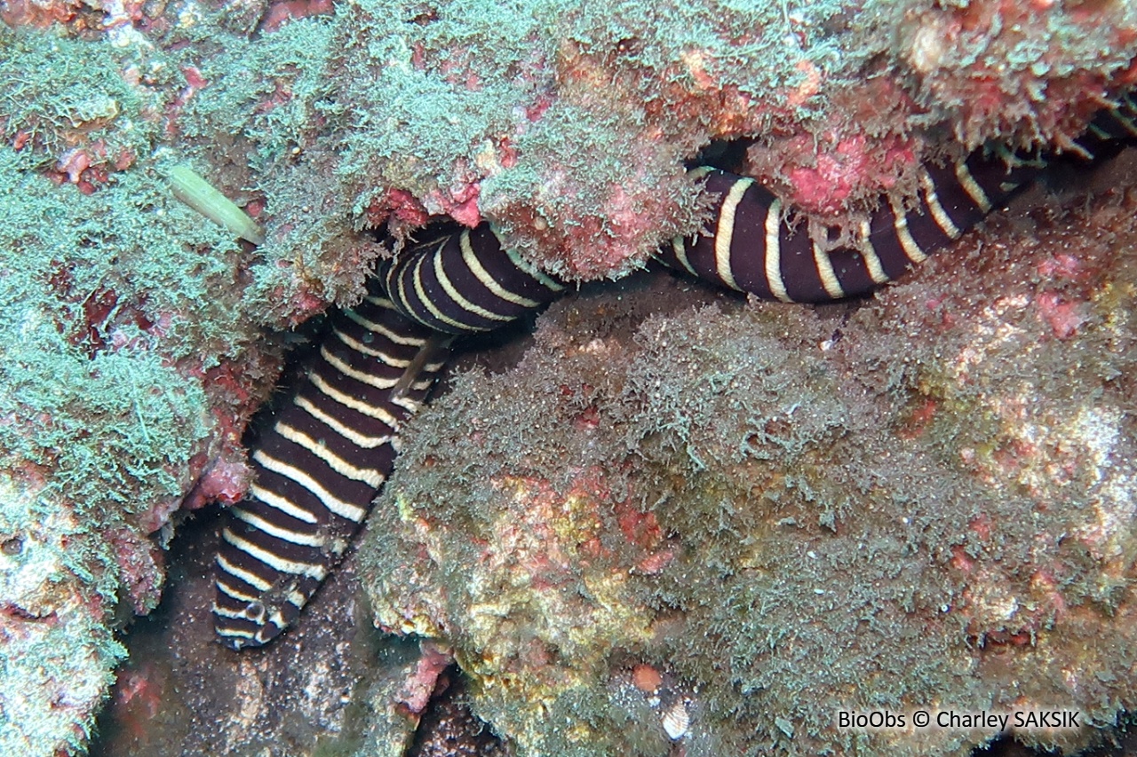 Murène-zèbre - Gymnomuraena zebra - Charley SAKSIK - BioObs