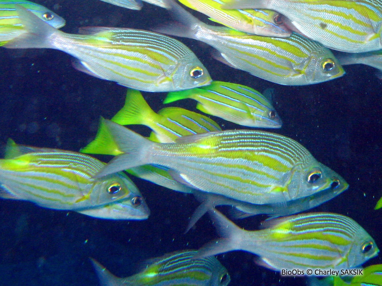 Empereur strié - Gnathodentex aureolineatus - Charley SAKSIK - BioObs