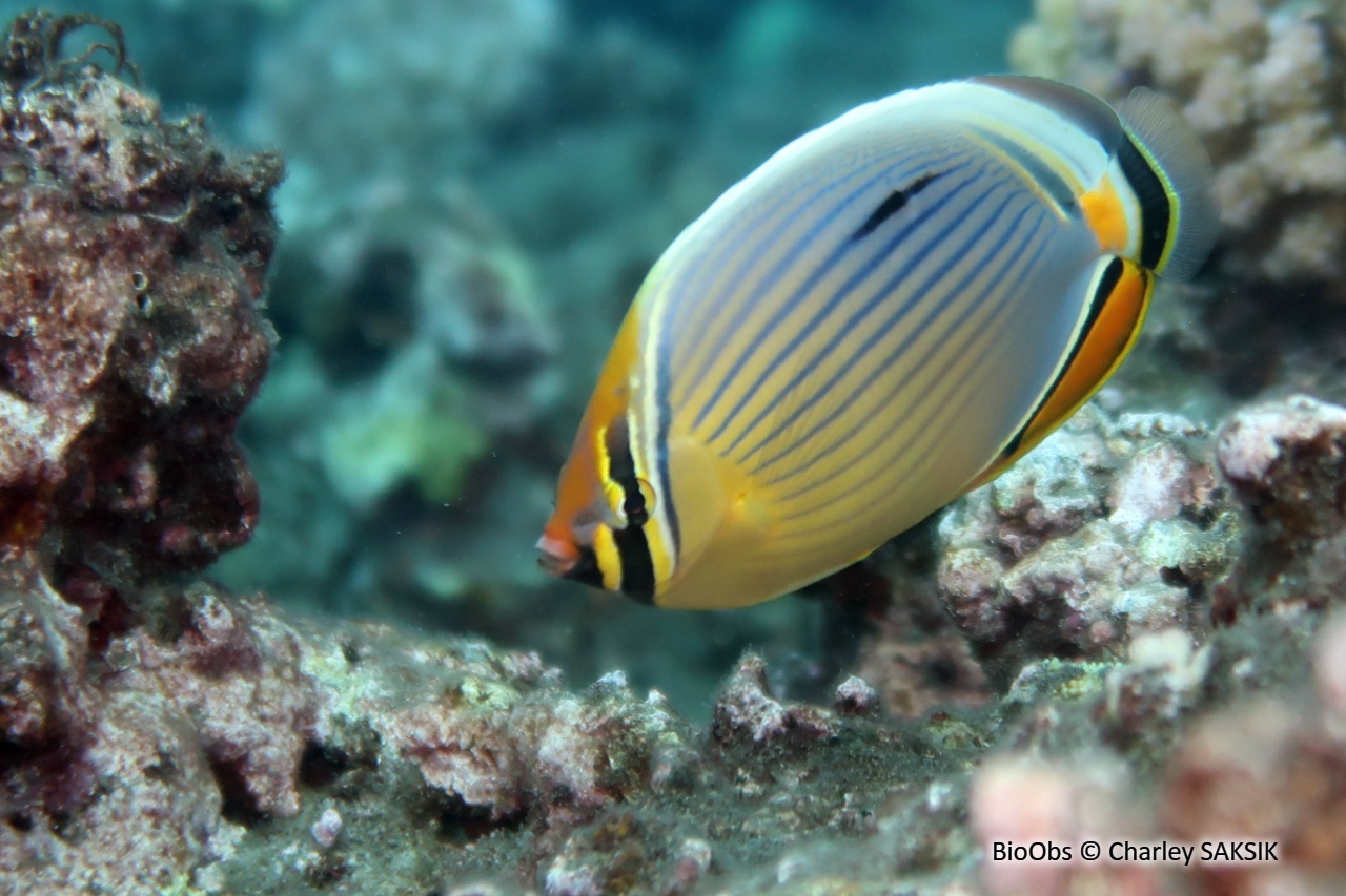 Poisson-papillon côtelé indien - Chaetodon trifasciatus - Charley SAKSIK - BioObs