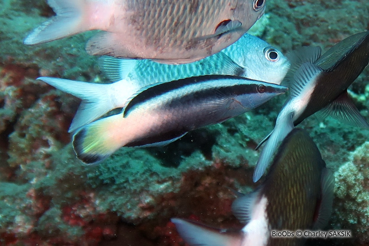 Labre nettoyeur commun - Labroides dimidiatus - Charley SAKSIK - BioObs