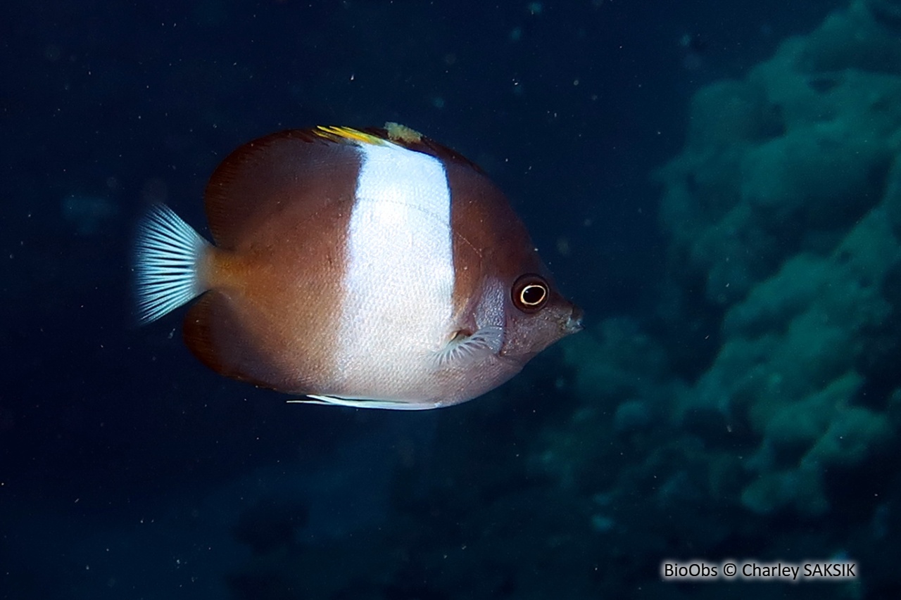 Poisson-papillon pyramide noir - Hemitaurichthys zoster - Charley SAKSIK - BioObs