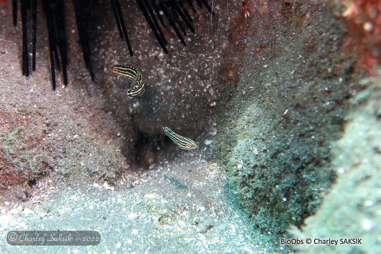 Labre bordé - Halichoeres marginatus - Charley SAKSIK - BioObs