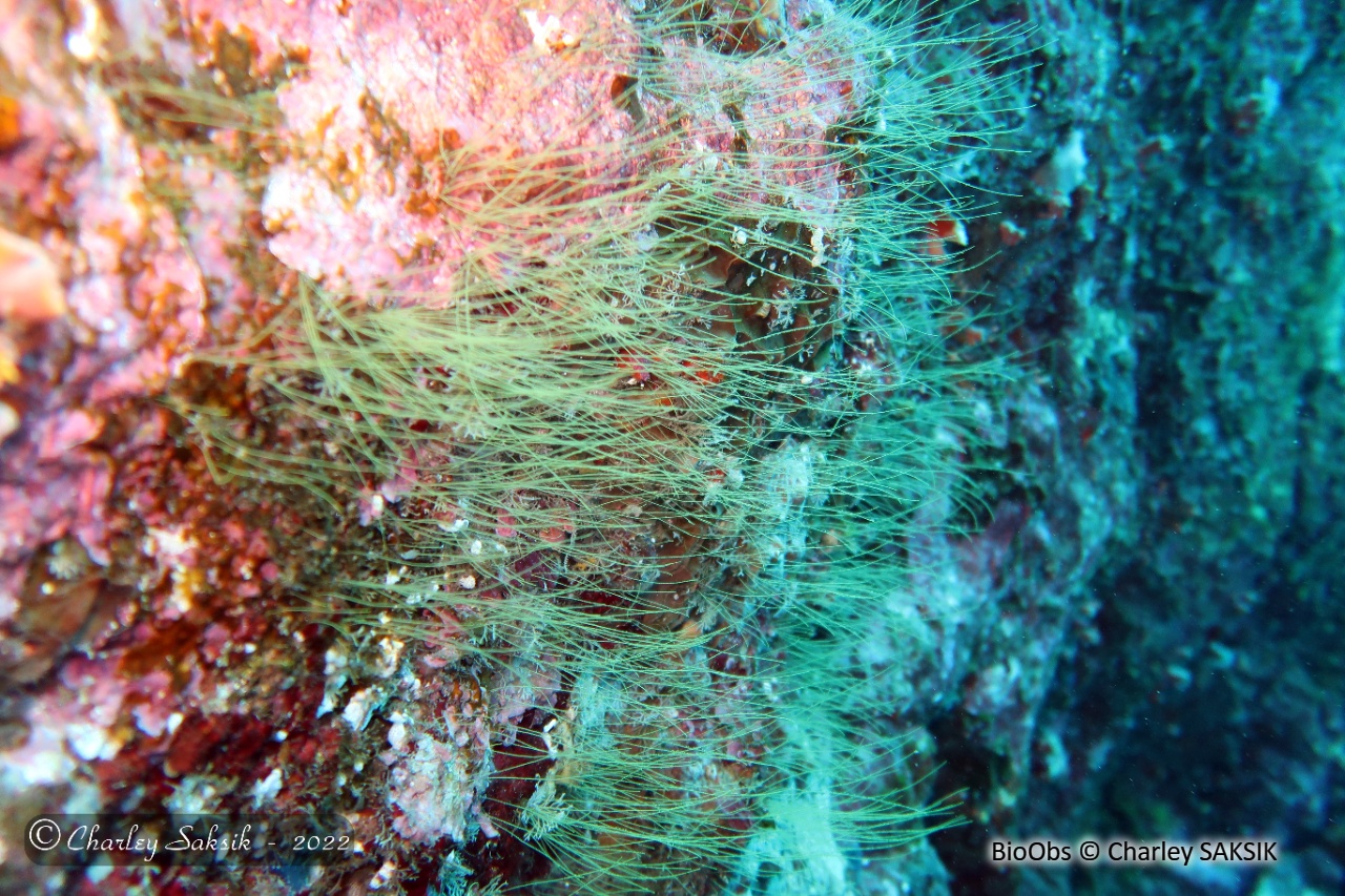 Antenne de Billard - Antennella billardi - Charley SAKSIK - BioObs