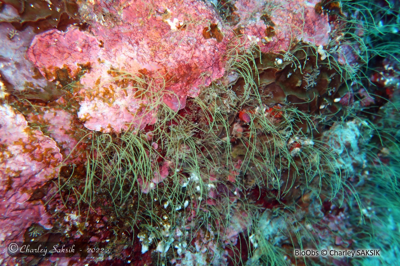 Antenne de Billard - Antennella billardi - Charley SAKSIK - BioObs