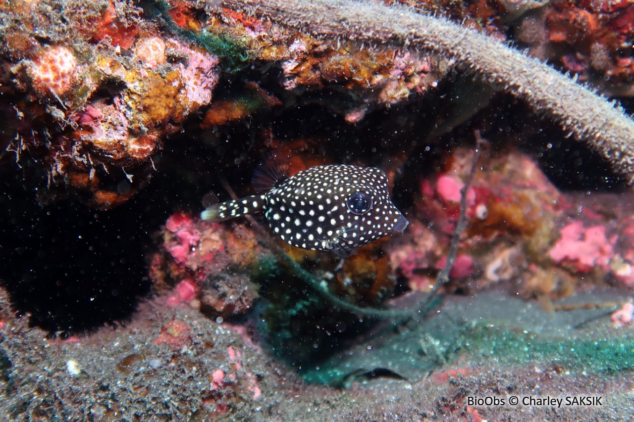 Poisson-coffre pintade - Ostracion meleagris - Charley SAKSIK - BioObs