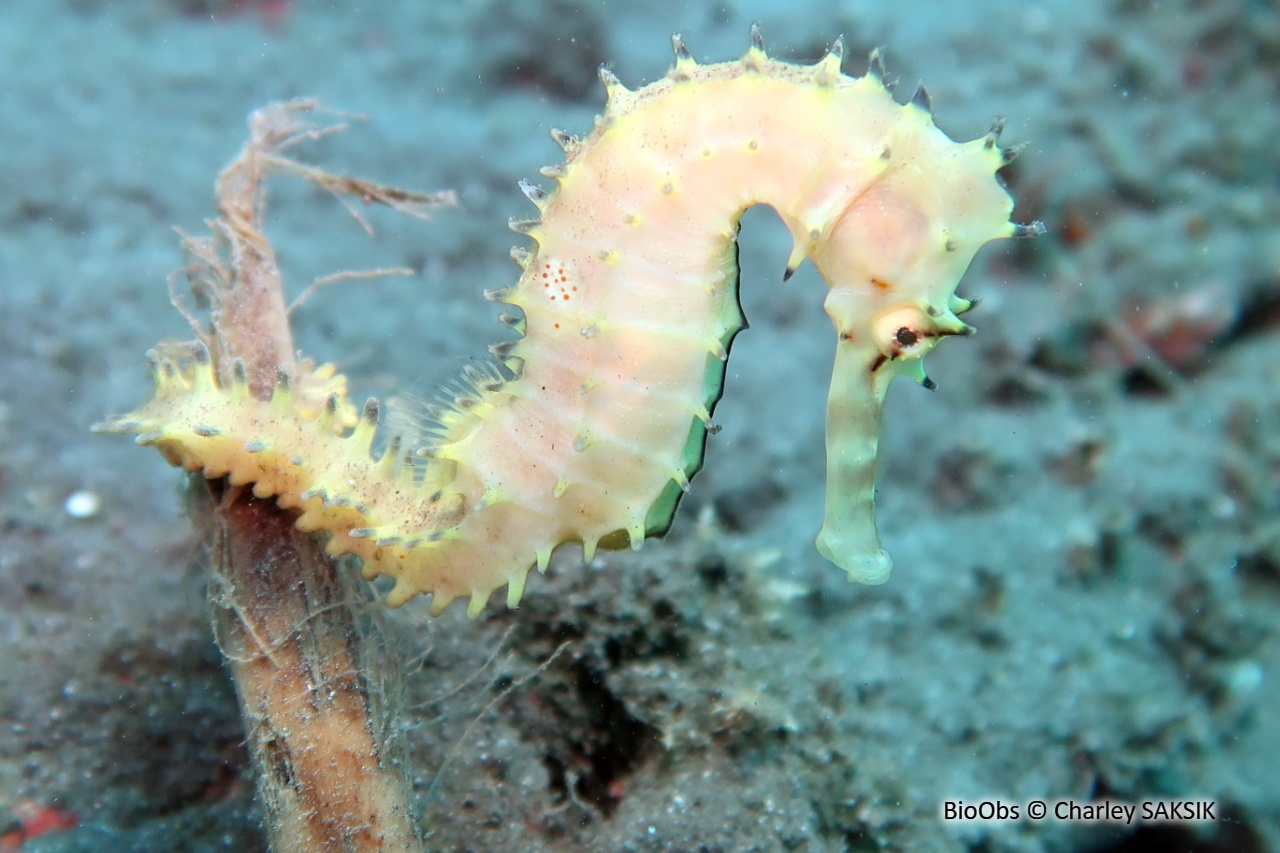 Hippocampe épineux - Hippocampus jayakari - Charley SAKSIK - BioObs