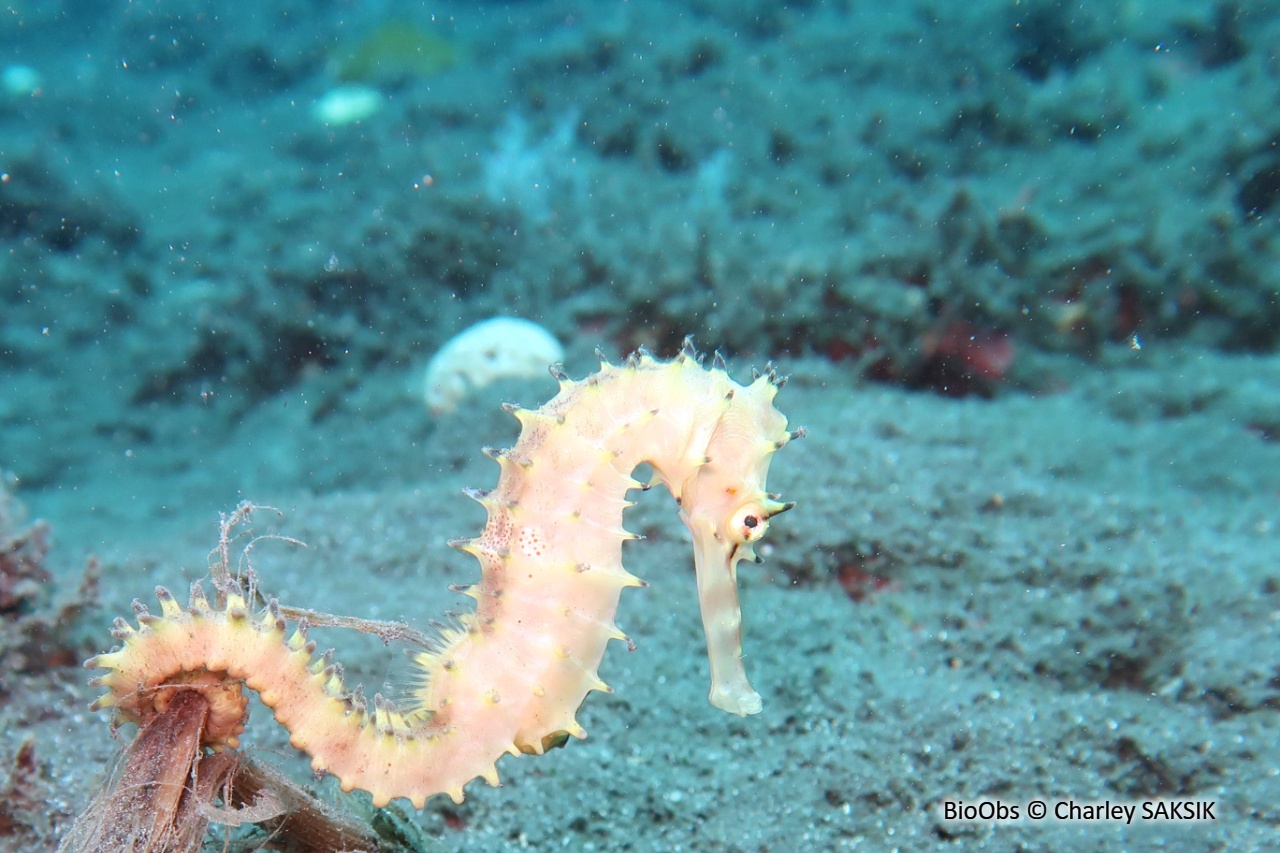 Hippocampe épineux - Hippocampus jayakari - Charley SAKSIK - BioObs