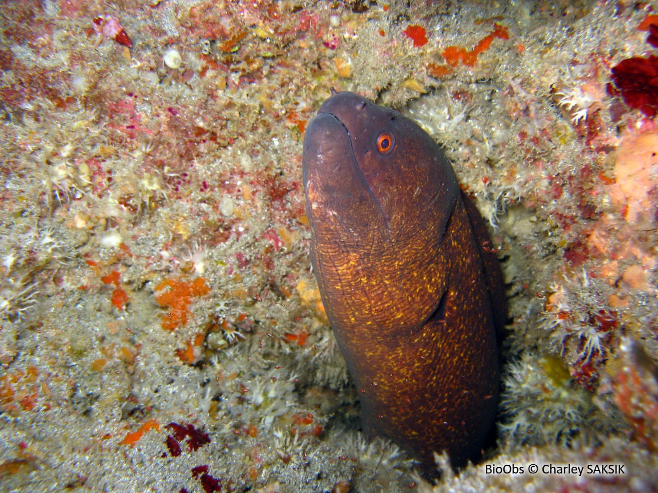 Murène à taches jaunes - Gymnothorax flavimarginatus - Charley SAKSIK - BioObs