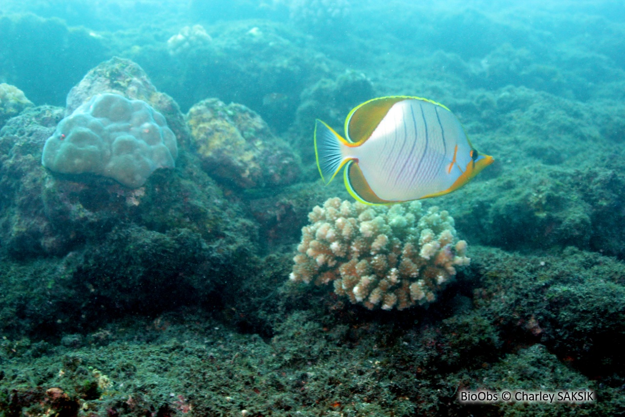 Poisson-papillon à tête jaune - Chaetodon xanthocephalus - Charley SAKSIK - BioObs