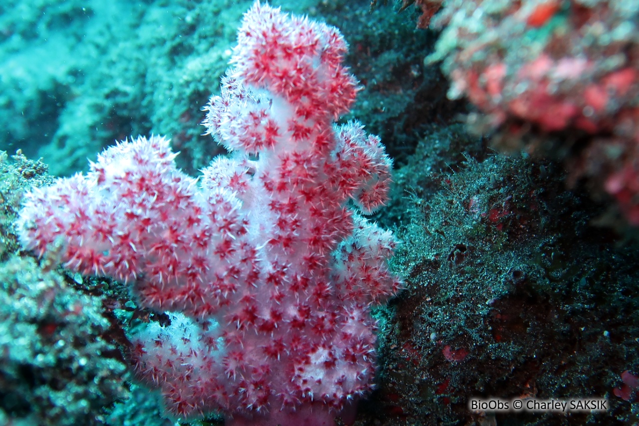 Alcyonaire épineux - Dendronephthya spp. - Charley SAKSIK - BioObs