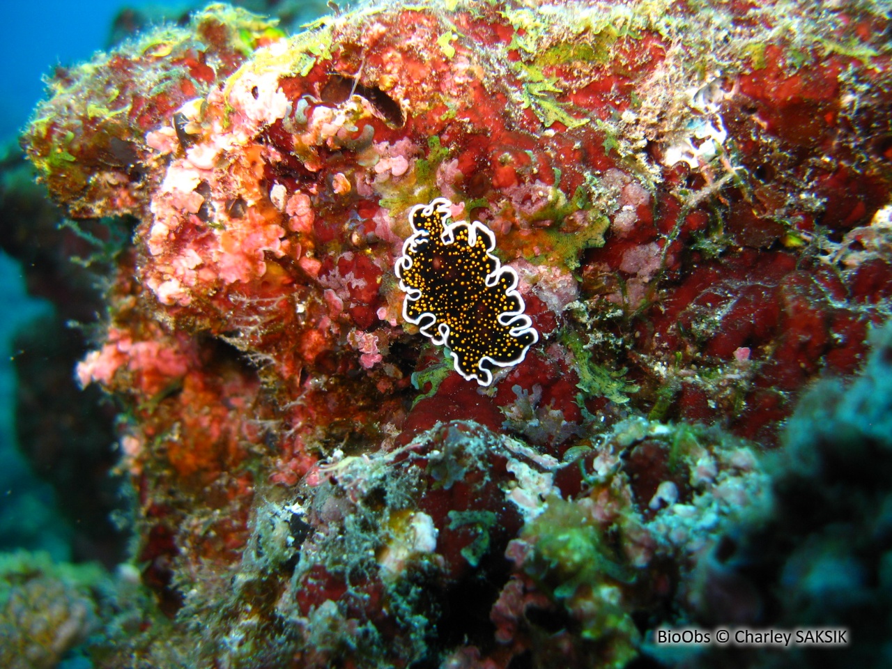 Ver plat ciel étoilé - Thysanozoon nigropapillosum - Charley SAKSIK - BioObs