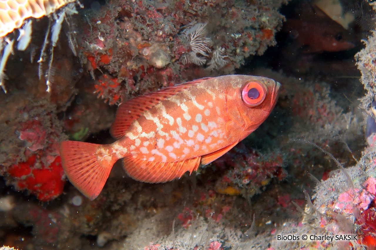 Soleil - Heteropriacanthus cruentatus - Charley SAKSIK - BioObs