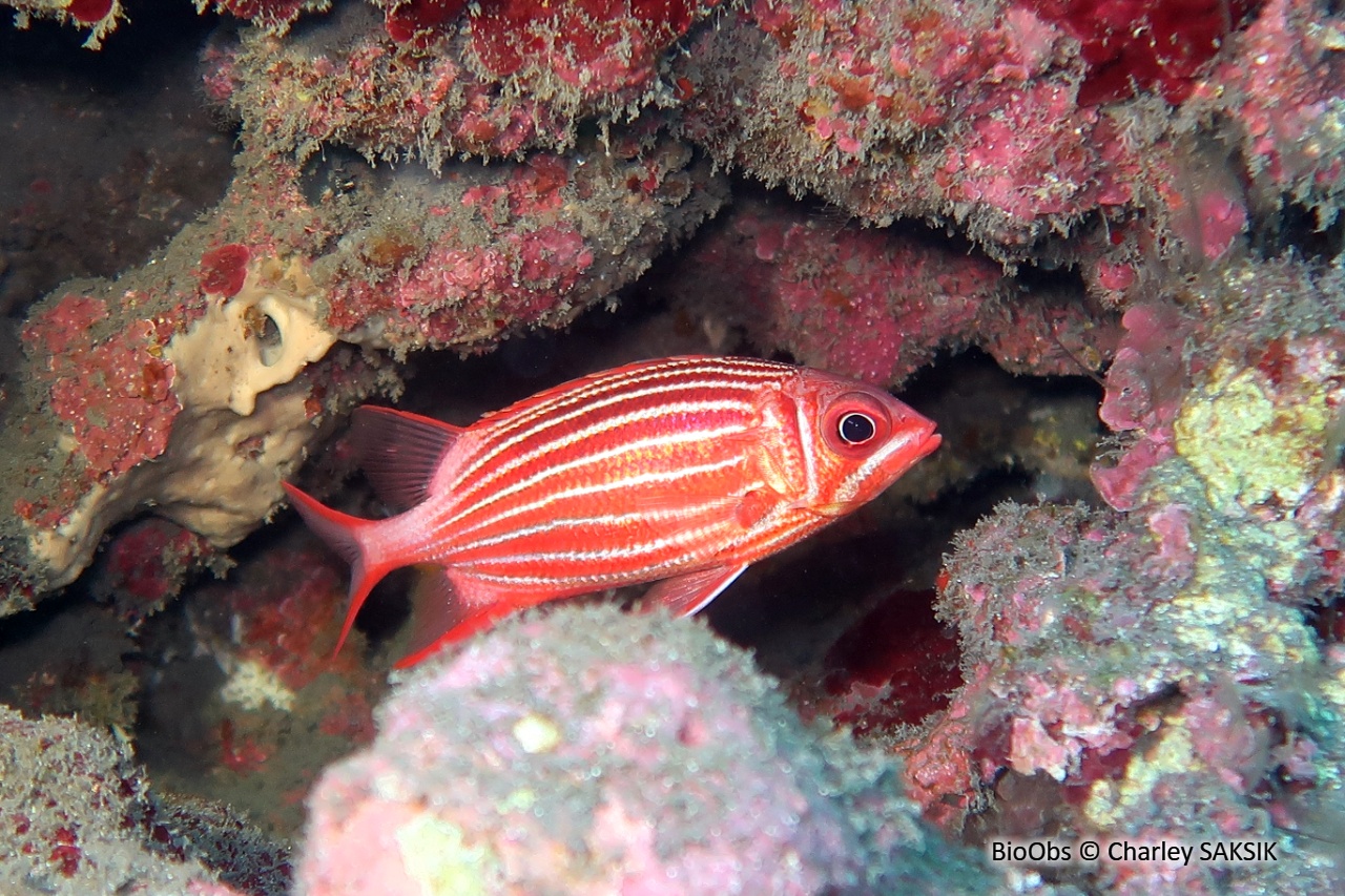 Poisson-écureil diadème - Sargocentron diadema - Charley SAKSIK - BioObs