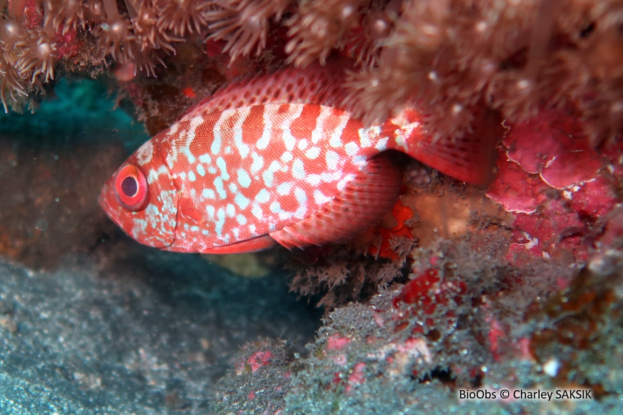 Soleil - Heteropriacanthus cruentatus - Charley SAKSIK - BioObs