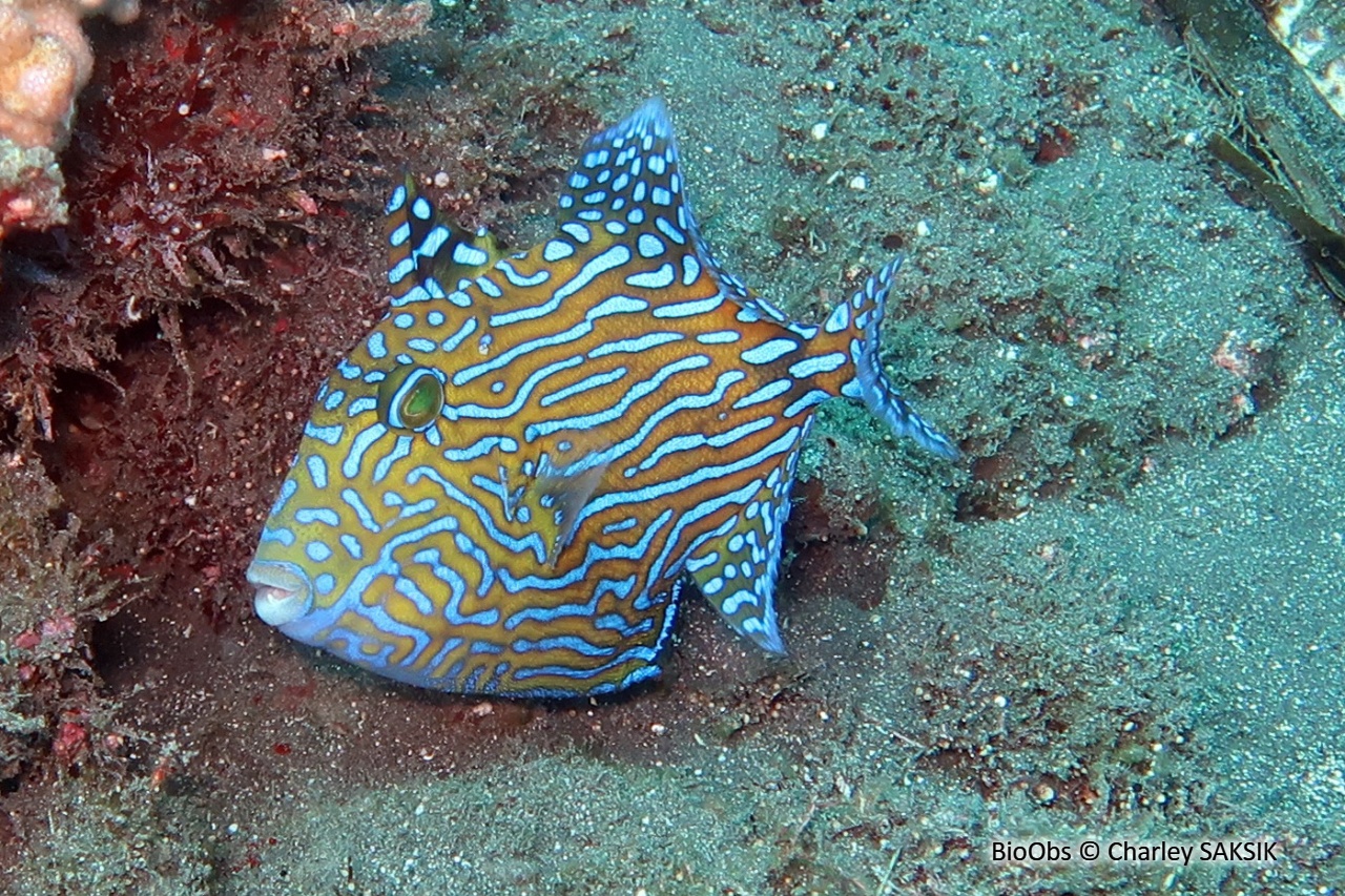Baliste à rides bleues - Pseudobalistes fuscus - Charley SAKSIK - BioObs