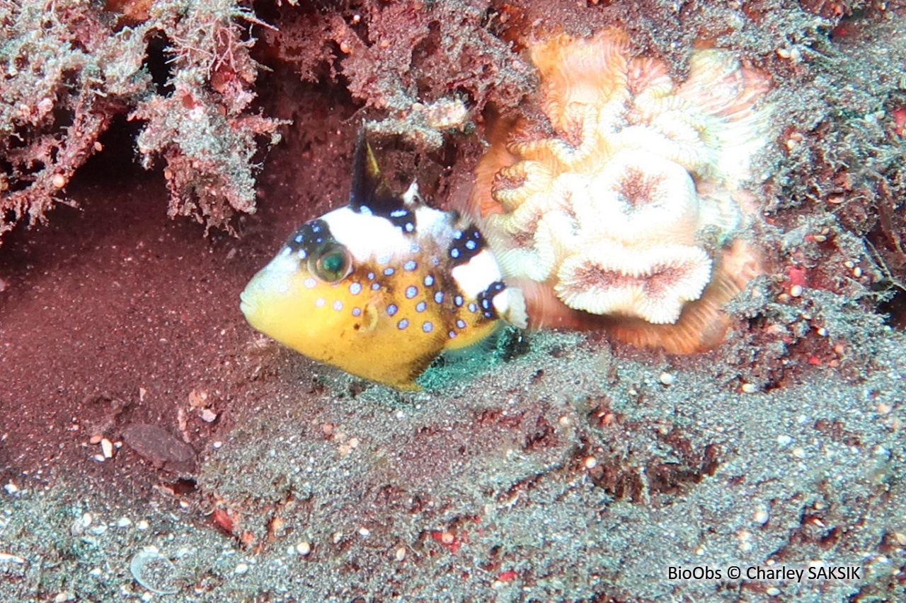 Baliste à rides bleues - Pseudobalistes fuscus - Charley SAKSIK - BioObs