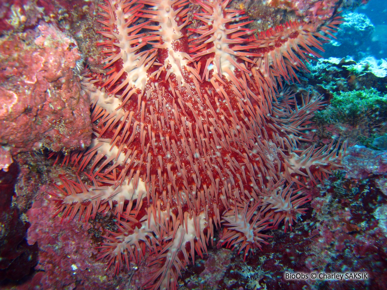 Etoile de mer couronne d'épines de Maurice - Acanthaster mauritiensis - Charley SAKSIK - BioObs