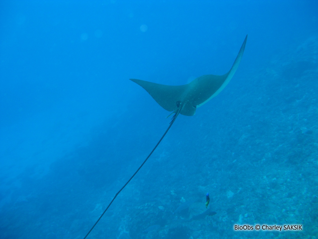 Raie aigle - Myliobatis aquila - Charley SAKSIK - BioObs