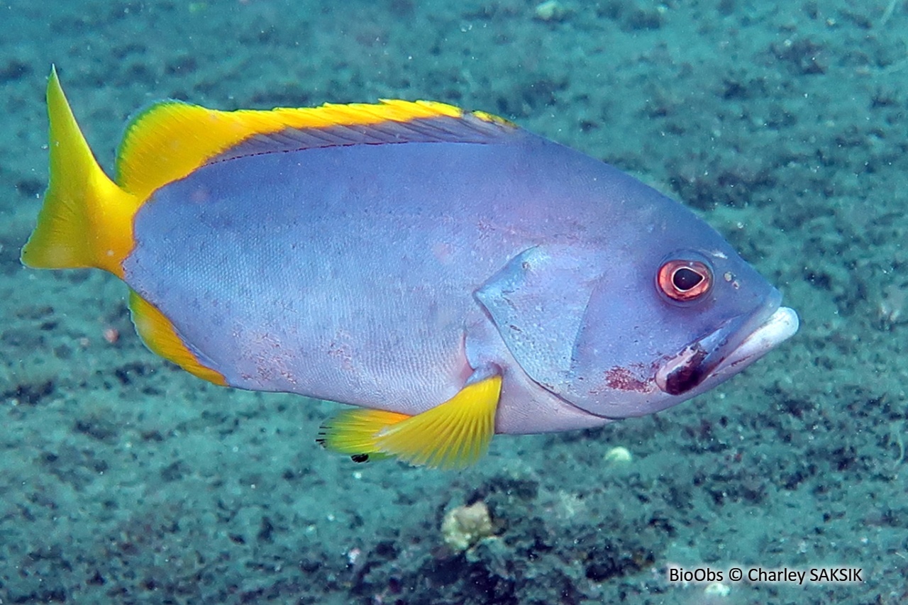 Mérou faraud - Epinephelus flavocaeruleus - Charley SAKSIK - BioObs