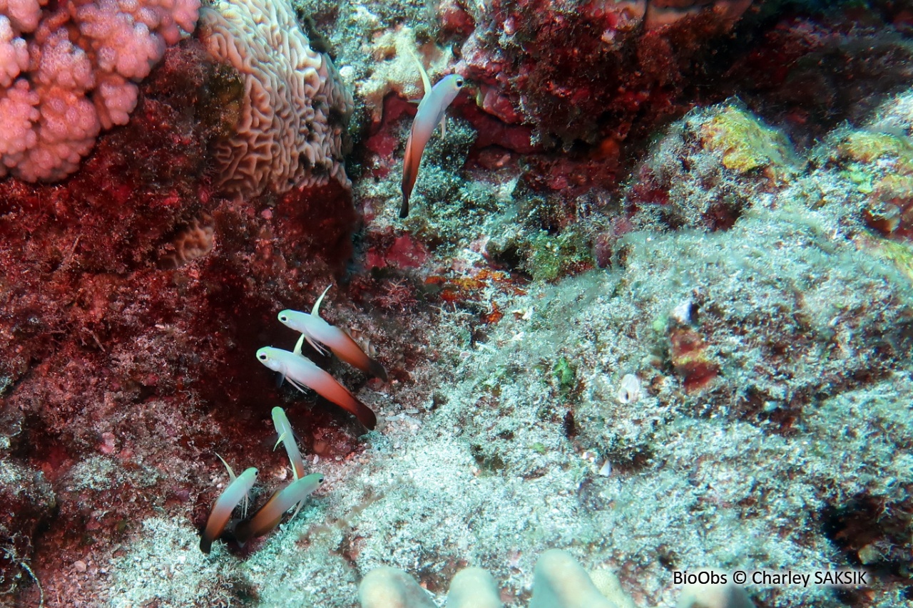 Poisson de feu - Nemateleotris magnifica - Charley SAKSIK - BioObs