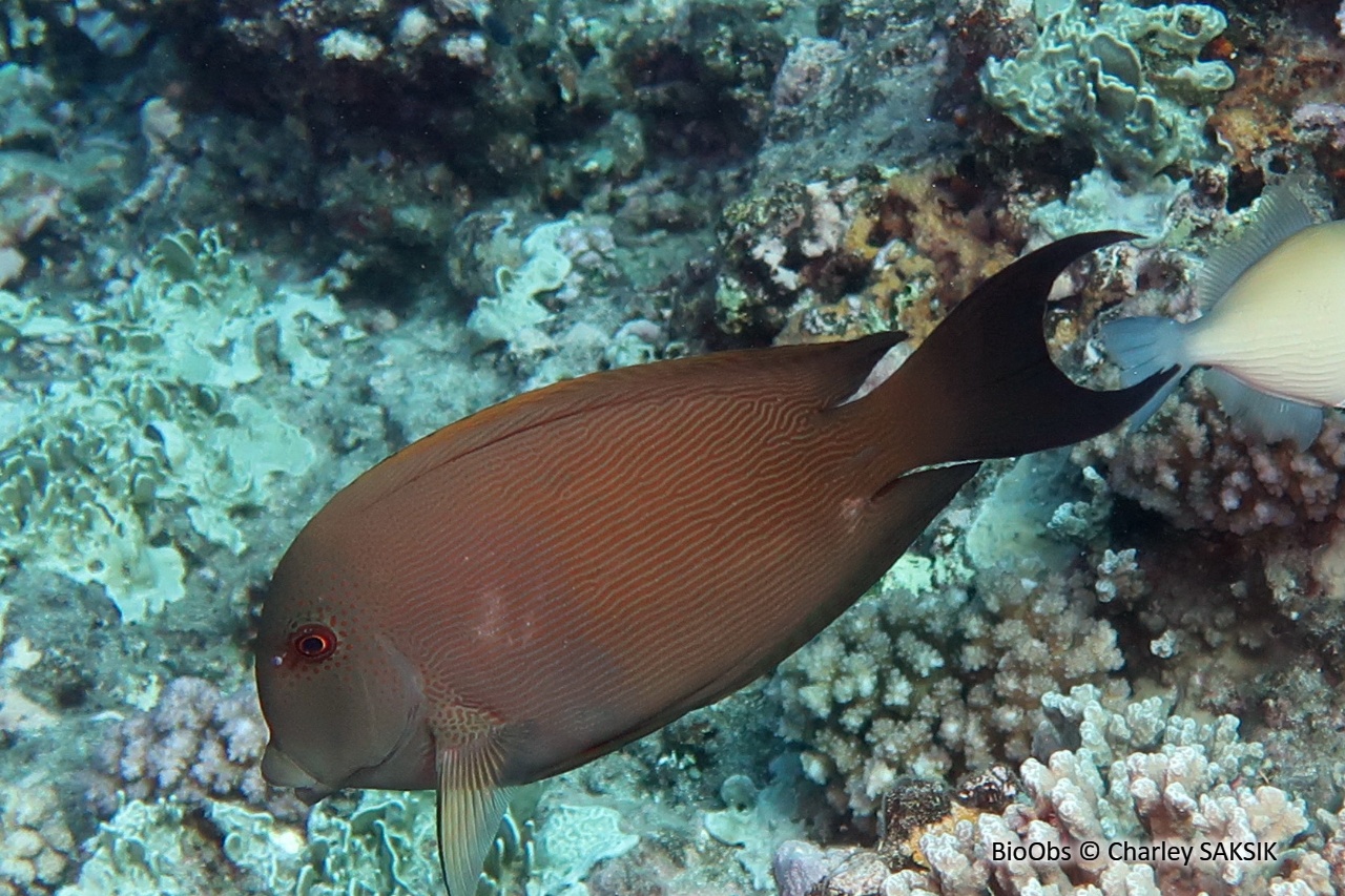 Chirurgien brun-noir - Acanthurus nigrofuscus - Charley SAKSIK - BioObs