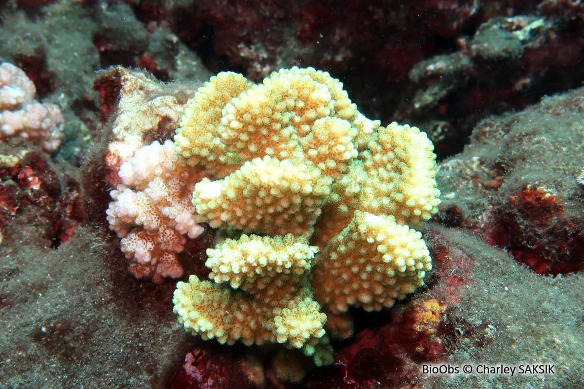 Pocillopore méandreux - Pocillopora meandrina - Charley SAKSIK - BioObs