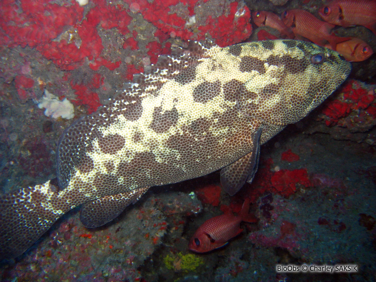 Mérou camouflage - Epinephelus polyphekadion - Charley SAKSIK - BioObs