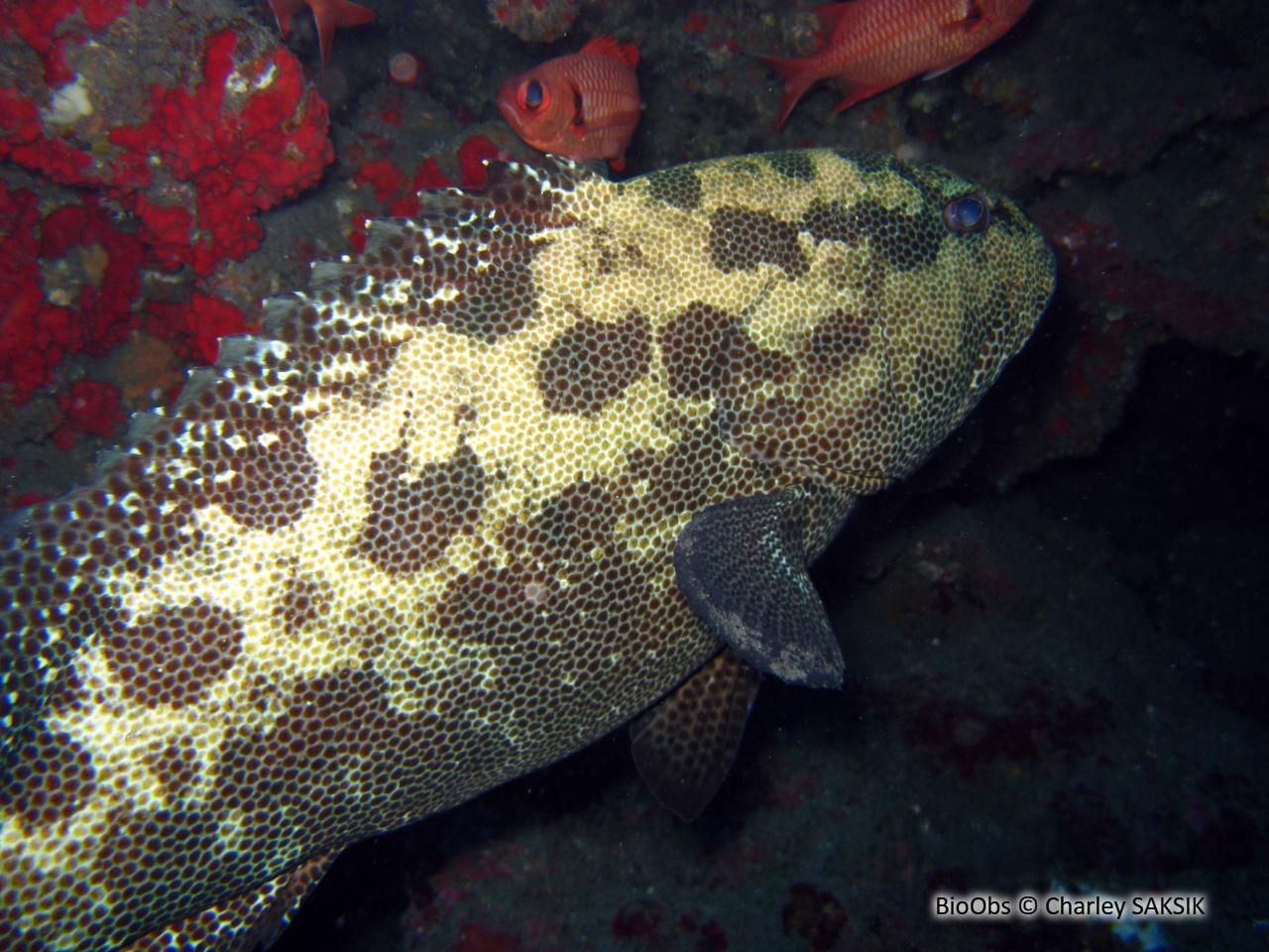 Mérou camouflage - Epinephelus polyphekadion - Charley SAKSIK - BioObs