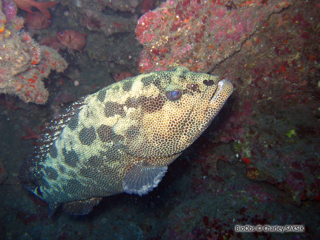 Mérou camouflage - Epinephelus polyphekadion - Charley SAKSIK - BioObs