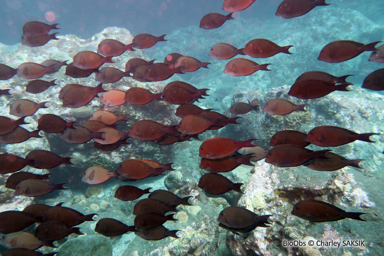 Chirurgien brun-noir - Acanthurus nigrofuscus - Charley SAKSIK - BioObs