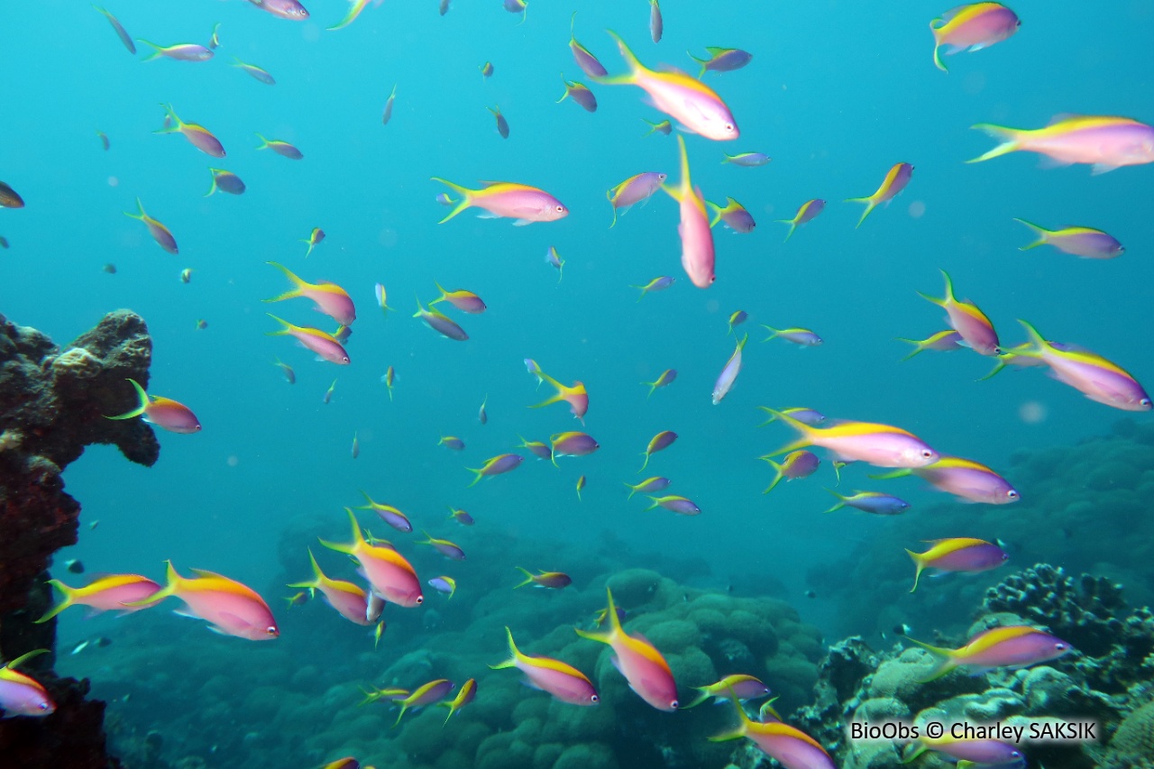 Barbier à queue jaune - Pseudanthias evansi - Charley SAKSIK - BioObs