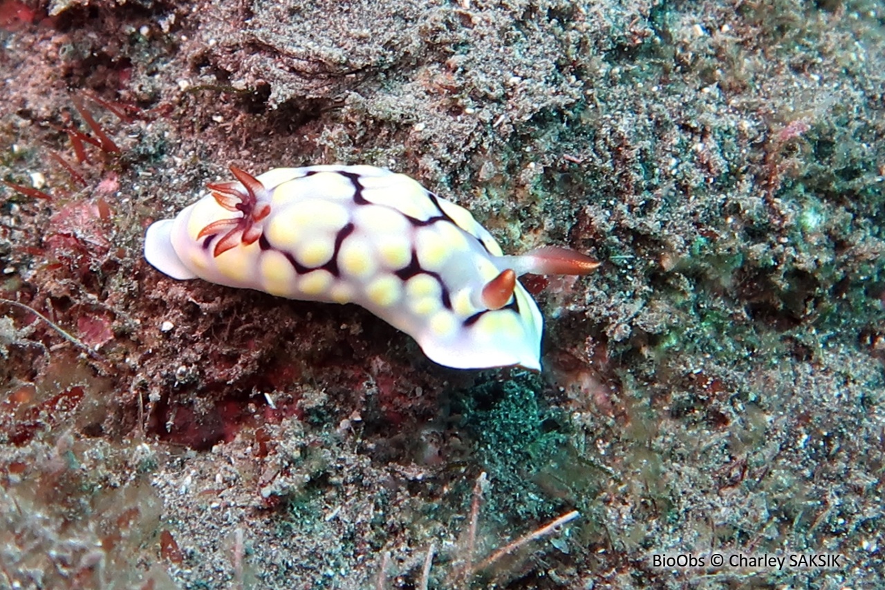 Doris pourprée - Goniobranchus conchyliatus - Charley SAKSIK - BioObs