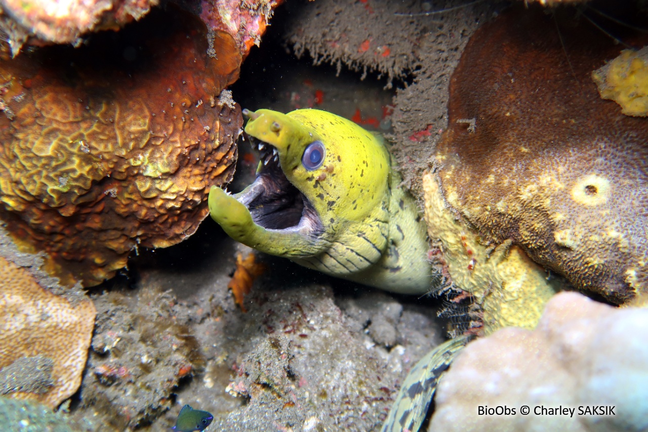 Murène frangée - Gymnothorax fimbriatus - Charley SAKSIK - BioObs