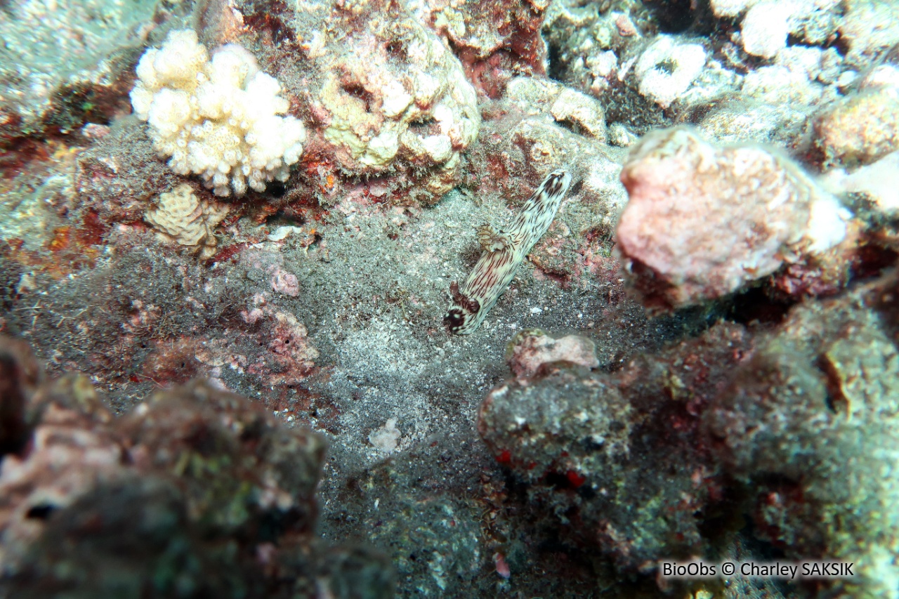 Kentrodoris veineux - Jorunna rubescens - Charley SAKSIK - BioObs