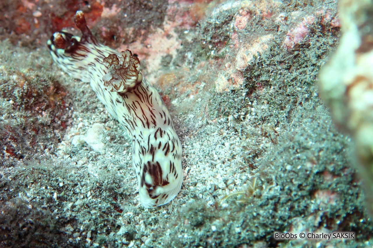 Kentrodoris veineux - Jorunna rubescens - Charley SAKSIK - BioObs