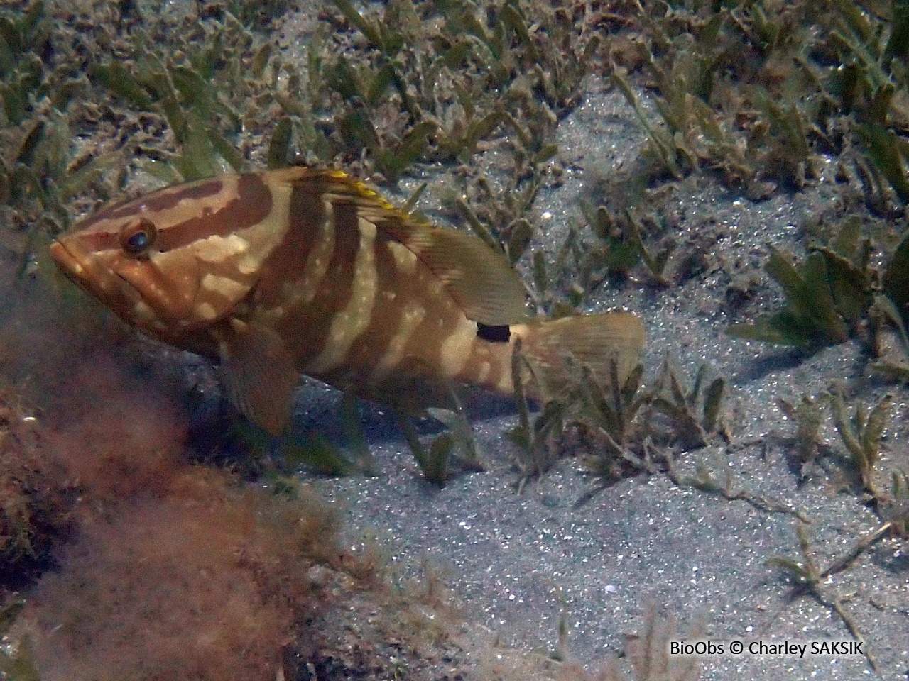 Mérou de Nassau - Epinephelus striatus - Charley SAKSIK - BioObs