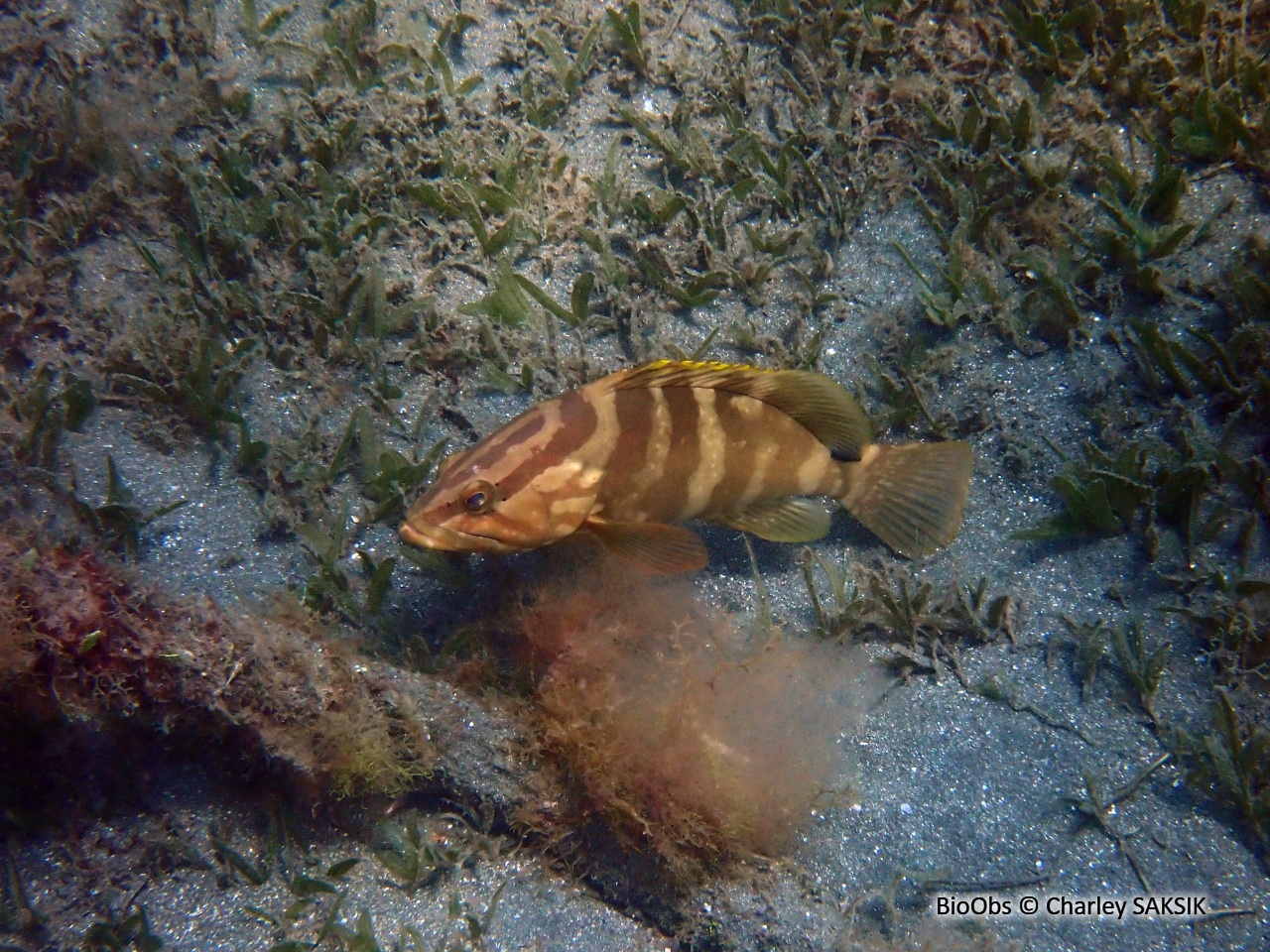 Mérou de Nassau - Epinephelus striatus - Charley SAKSIK - BioObs