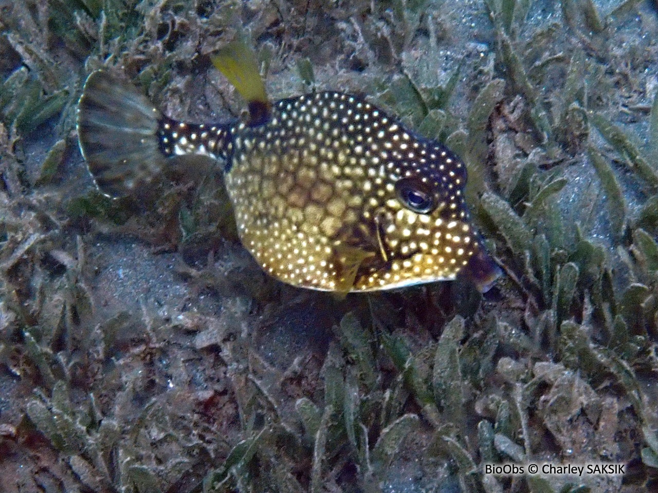 Coffre mouton - Lactophrys triqueter - Charley SAKSIK - BioObs