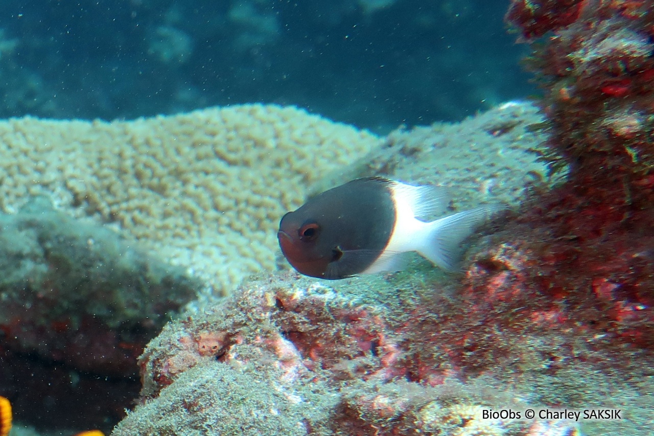 Demoiselle bicolore de Field - Pycnochromis fieldi - Charley SAKSIK - BioObs
