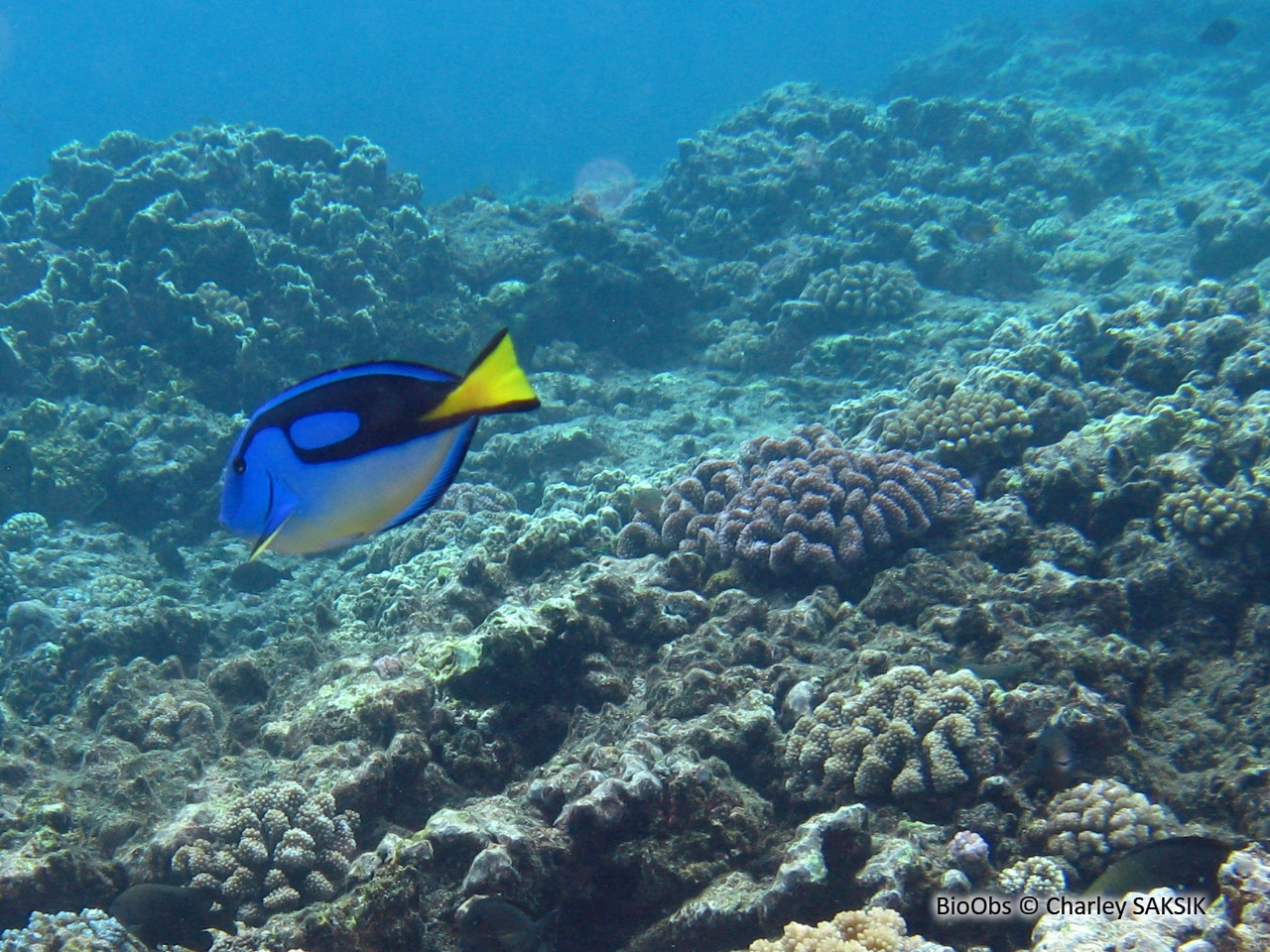 Chirurgien-palette - Paracanthurus hepatus - Charley SAKSIK - BioObs