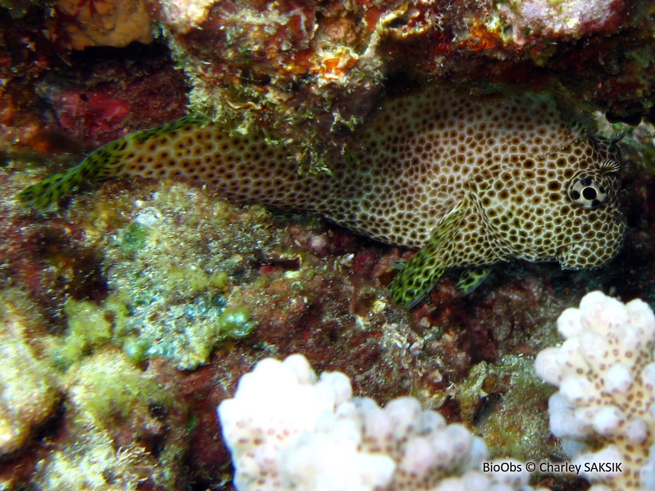 Blennie-léopard - Exallias brevis - Charley SAKSIK - BioObs