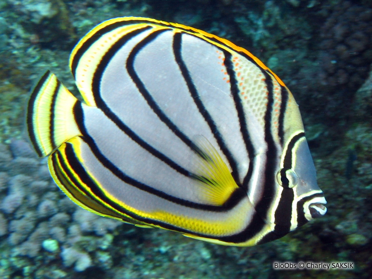 Poisson-papillon de Meyer - Chaetodon meyeri - Charley SAKSIK - BioObs