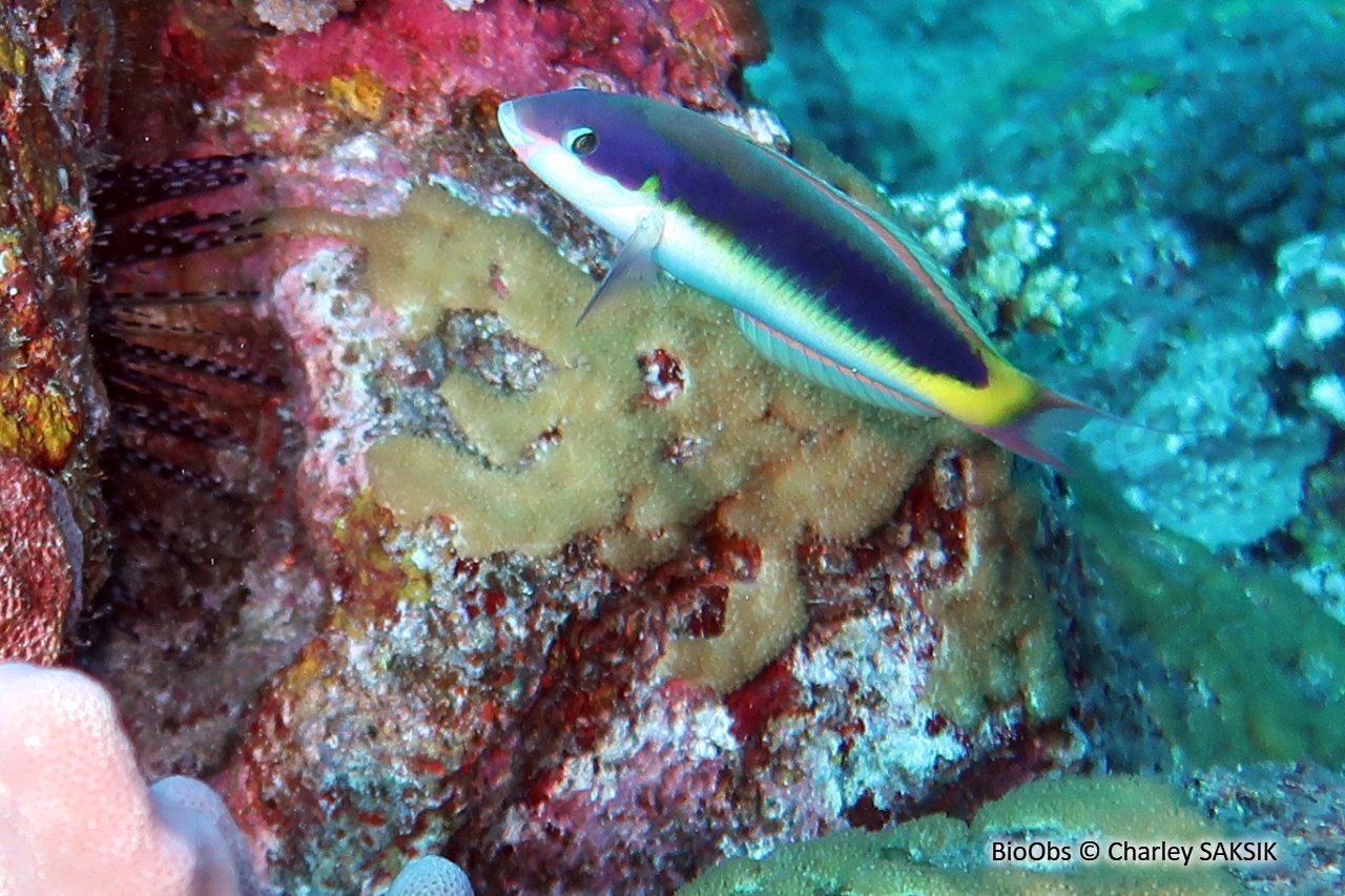 Girelle-paon bariolée - Thalassoma genivittatum - Charley SAKSIK - BioObs