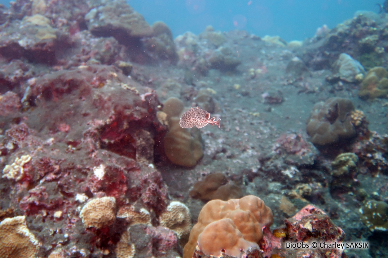 Torpille tachetée - Torpedo fuscomaculata - Charley SAKSIK - BioObs