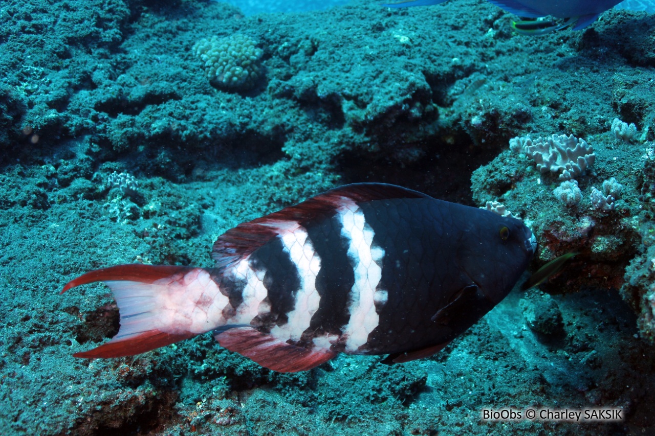 Perroquet à bandes rouges - Scarus caudofasciatus - Charley SAKSIK - BioObs