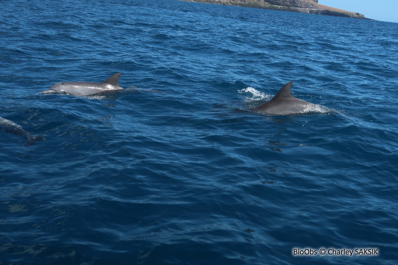 Grand dauphin de l'océan indien - Tursiops aduncus - Charley SAKSIK - BioObs
