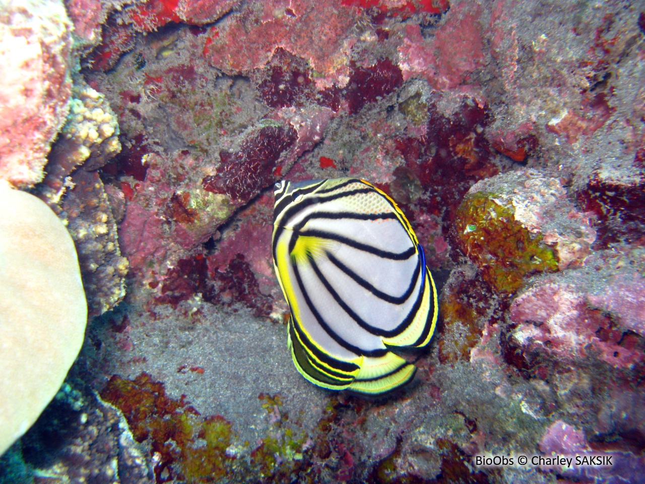 Poisson-papillon de Meyer - Chaetodon meyeri - Charley SAKSIK - BioObs