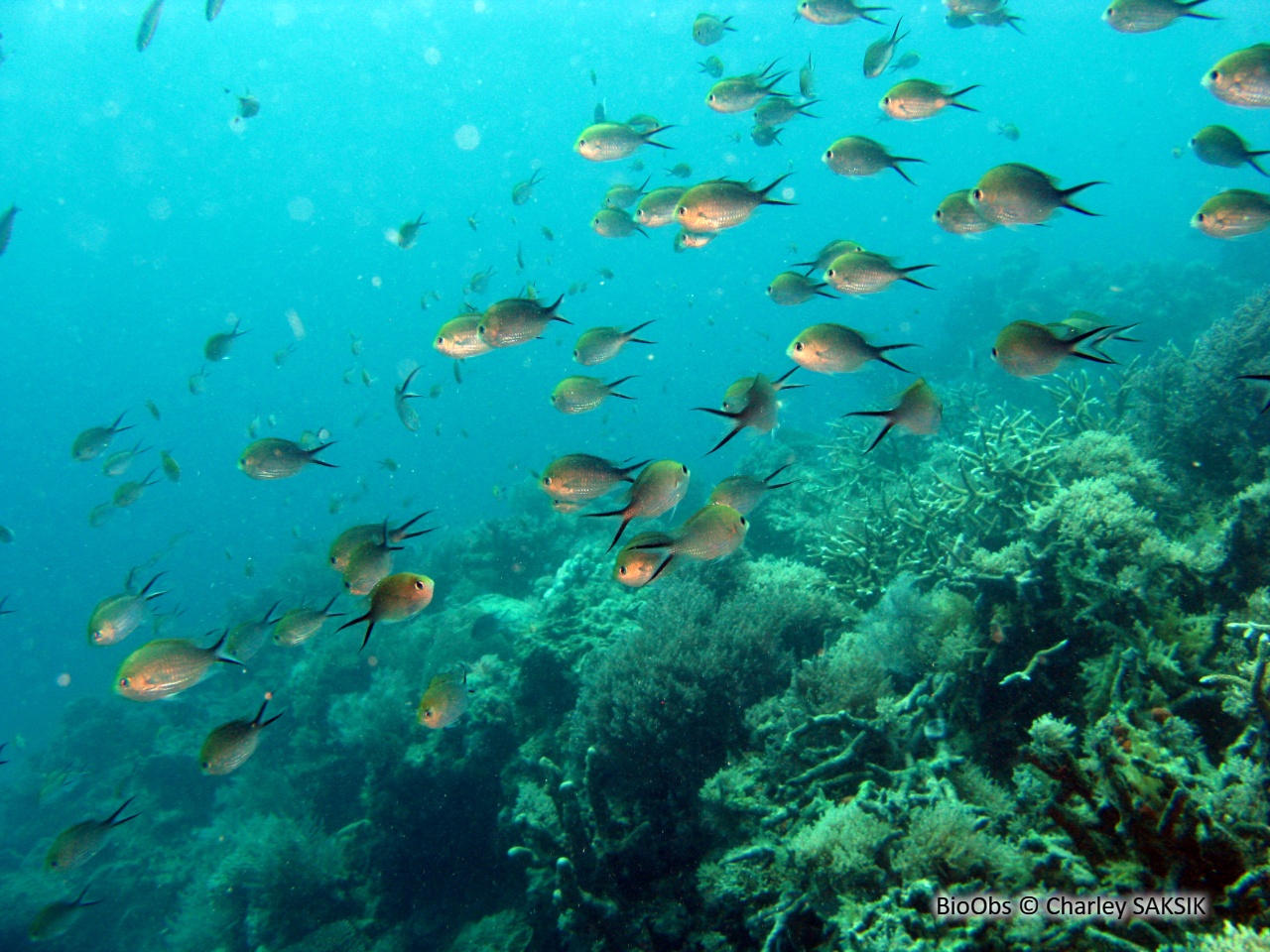 Hirondelle - Chromis ternatensis - Charley SAKSIK - BioObs