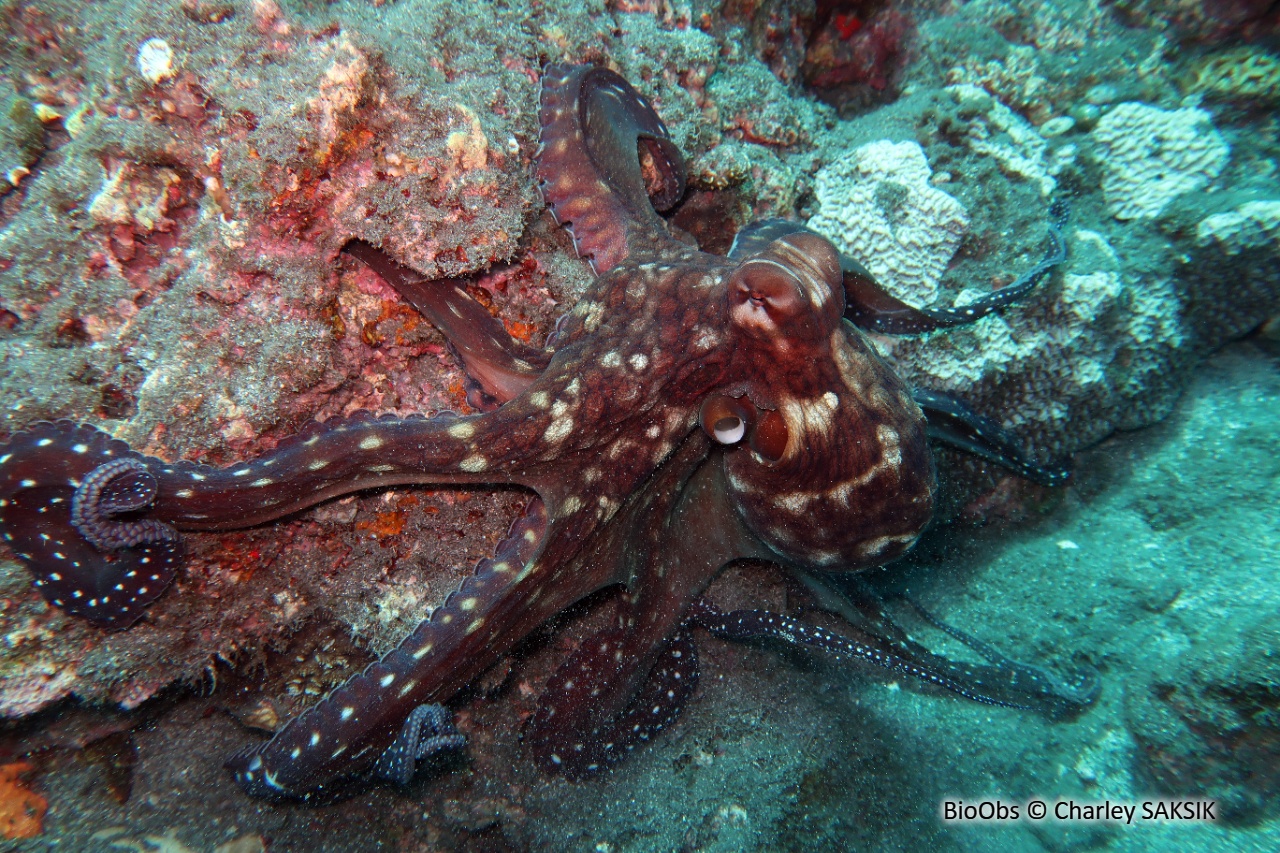 Poulpe de récif - Octopus cyanea - Charley SAKSIK - BioObs